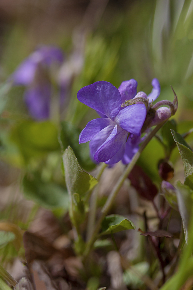 Изображение особи Viola rupestris.