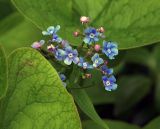 Brunnera sibirica