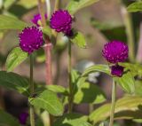 Gomphrena globosa. Верхушки побегов с листьями и соцветиями. Казахстан, Восточно-Казахстанская обл., Усть-Каменогорск, клумба в парке. 01.09.2017.