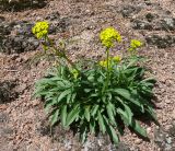 Patrinia sibirica