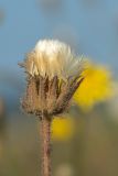 Crepis foetida. Соплодие. Краснодарский край, Ейский п-ов, коса Долгая, литоральная полоса, на ракушечном субстрате. 01.07.2021.