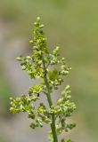 Veratrum lobelianum