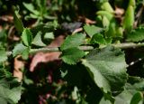 Hibiscus panduriformis