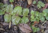 Lysimachia nummularia. Часть побега в каплях дождя. Москва, ГБС РАН, дендрарий. 15.09.2022.