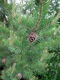 Pinus sylvestris. Ветвь с шишками. Казахстан, Терскей Алатау, горы Басулытау, 2300 м н.у.м. 17.06.2010.