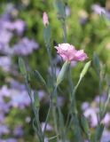 Dianthus caryophyllus