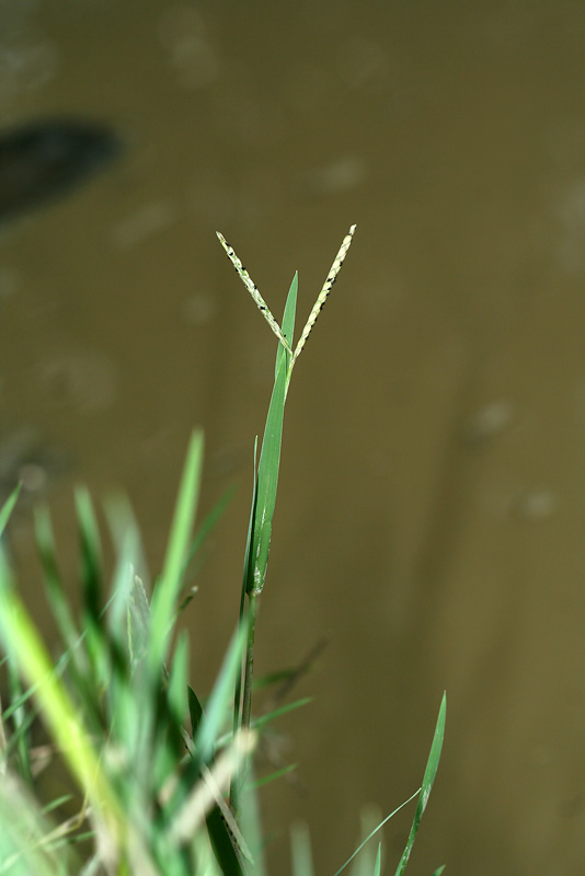 Изображение особи Paspalum paspalodes.