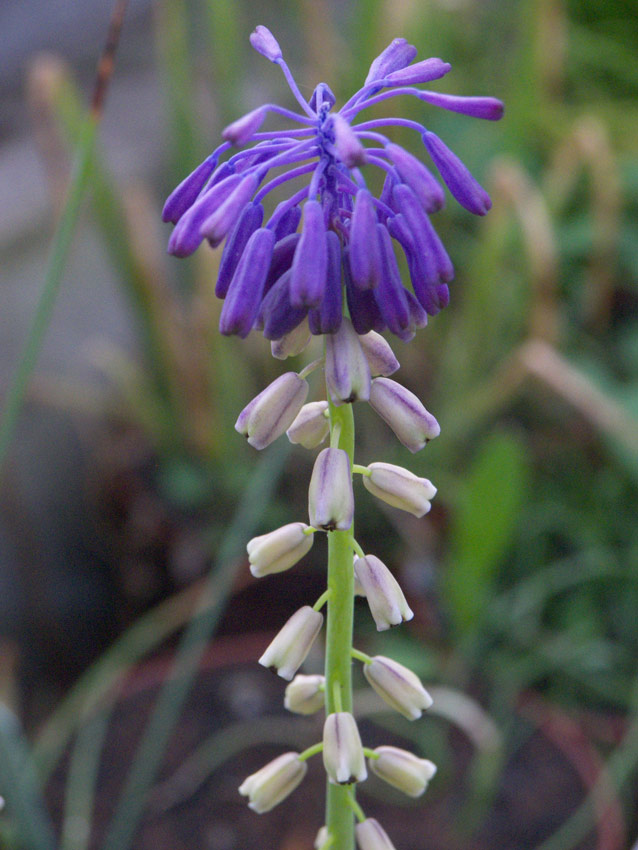 Image of Leopoldia tenuiflora specimen.