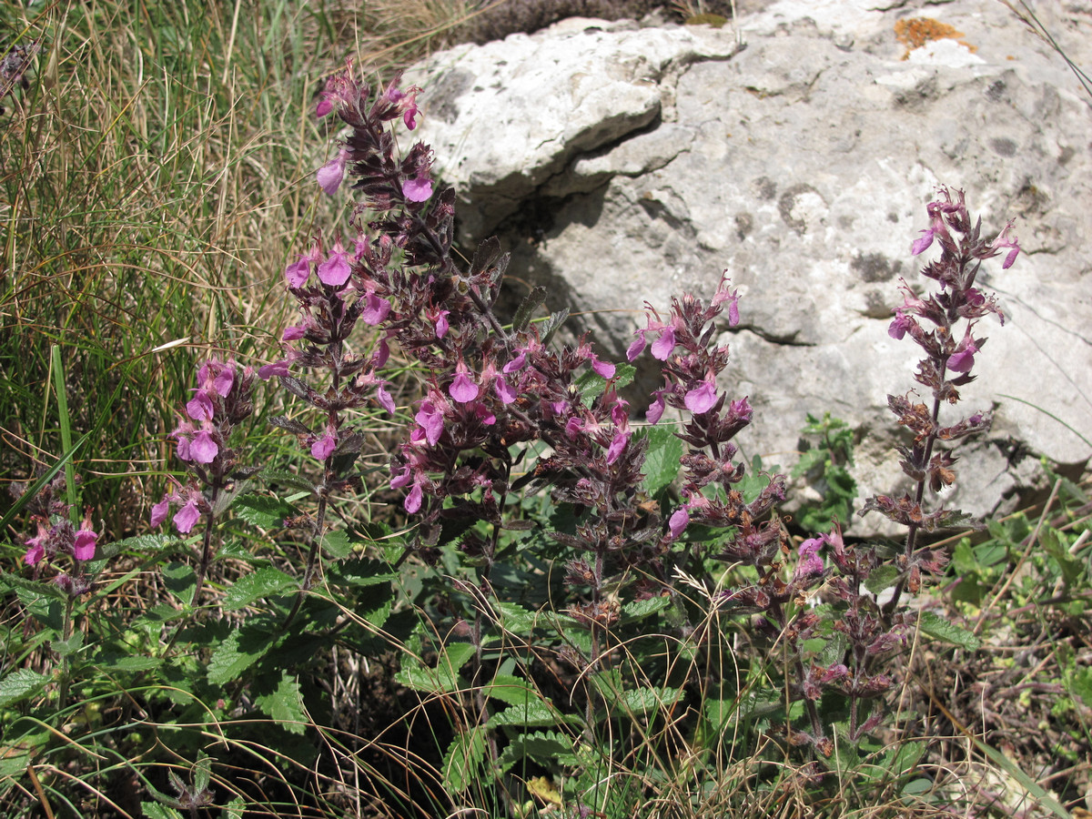 Image of Teucrium chamaedrys specimen.