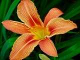 Hemerocallis × hybrida. Цветок. Республика Крым, г. Керчь, придомовой цветник. Август 2008 г.