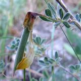 Caragana mollis