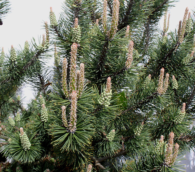 Изображение особи Pinus mugo.