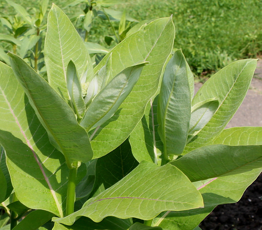 Изображение особи Asclepias syriaca.