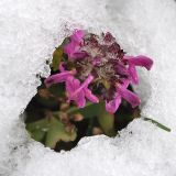 Pedicularis crassirostris