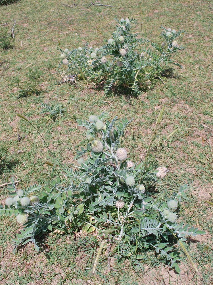 Изображение особи Astragalus eximius.