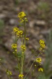 род Erysimum