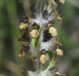 Sideritis montana