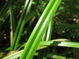 Scirpus sylvaticus