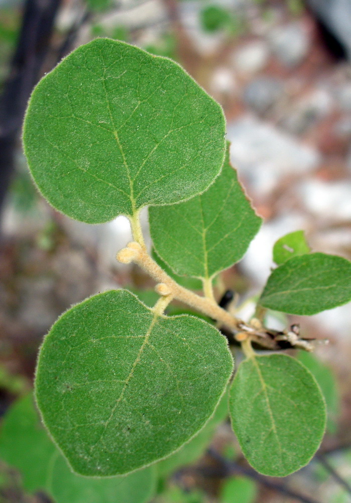 Image of Styrax officinalis specimen.