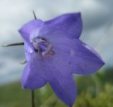 Campanula rotundifolia. Цветок. Свердловская обл., Ивдельский ГО, хребет Молебный Камень. 21.07.2009.