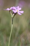 Primula farinosa