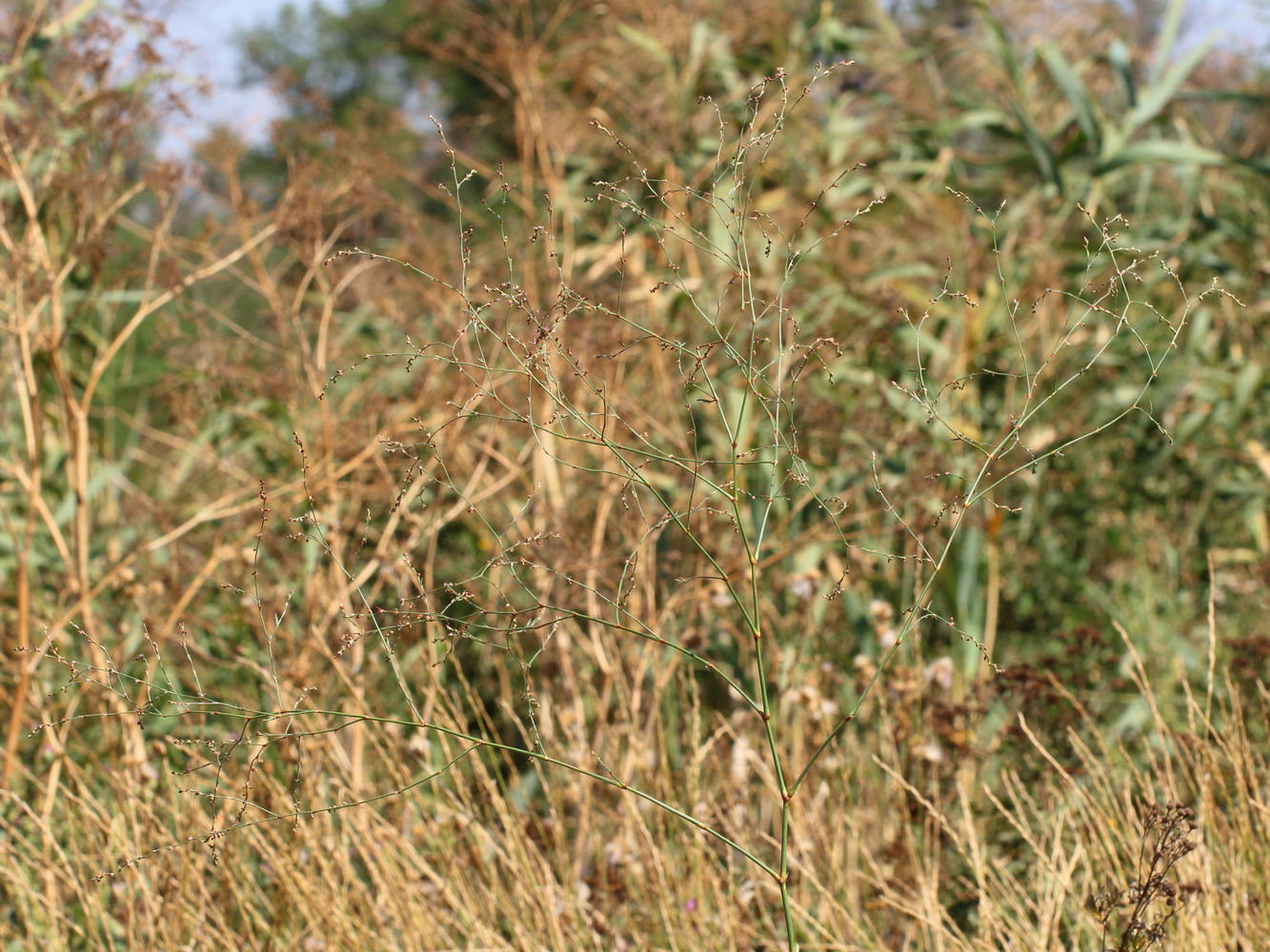 Изображение особи Polygonum novoascanicum.