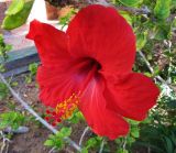 Hibiscus rosa-sinensis