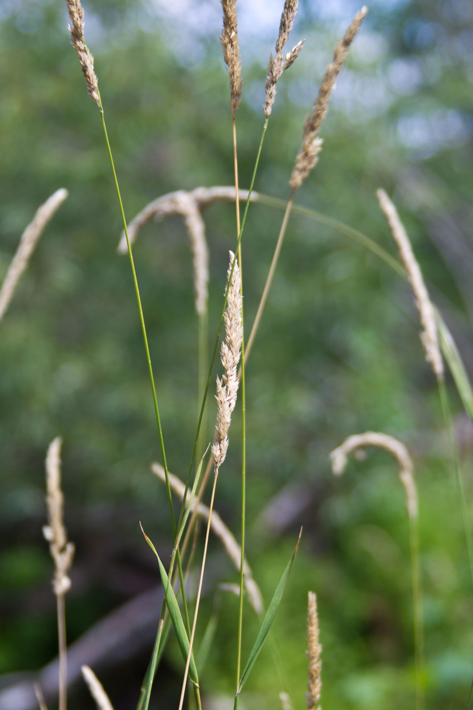 Изображение особи Phalaroides arundinacea.