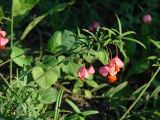 Euonymus koopmannii