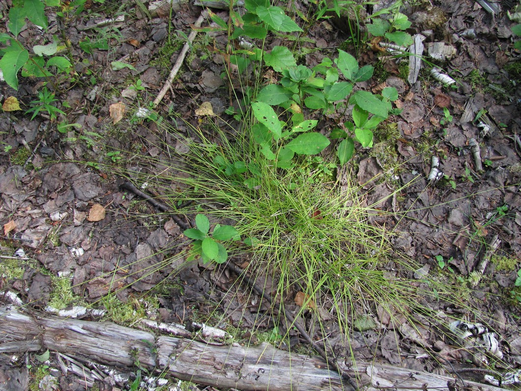 Изображение особи Carex disperma.