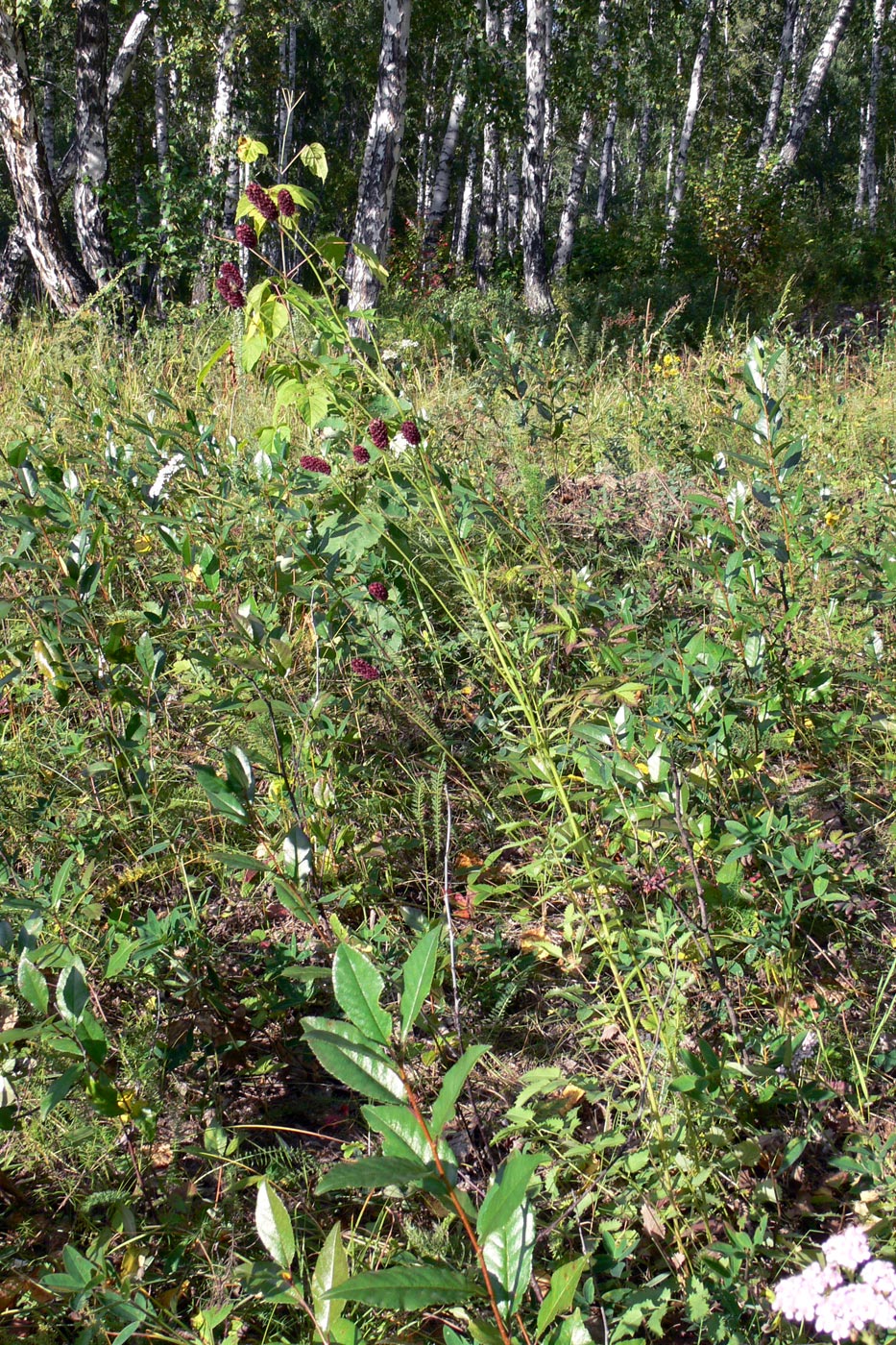 Изображение особи Sanguisorba officinalis.