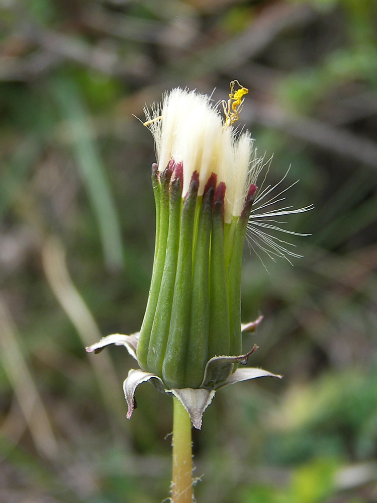 Изображение особи Taraxacum erythrospermum.