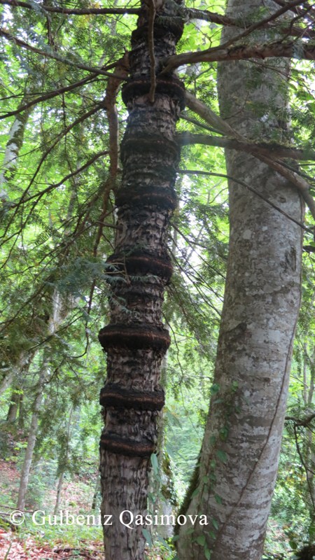 Image of Taxus baccata specimen.