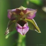 Epipactis helleborine