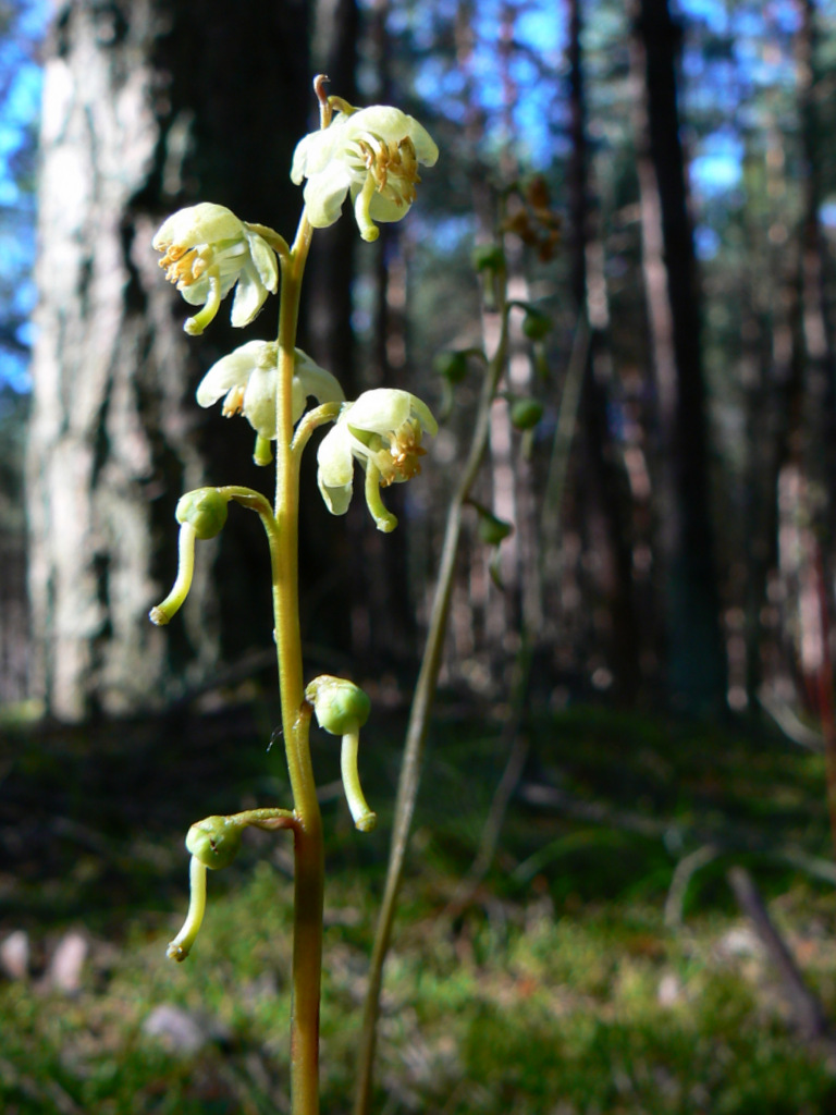 Изображение особи Pyrola chlorantha.