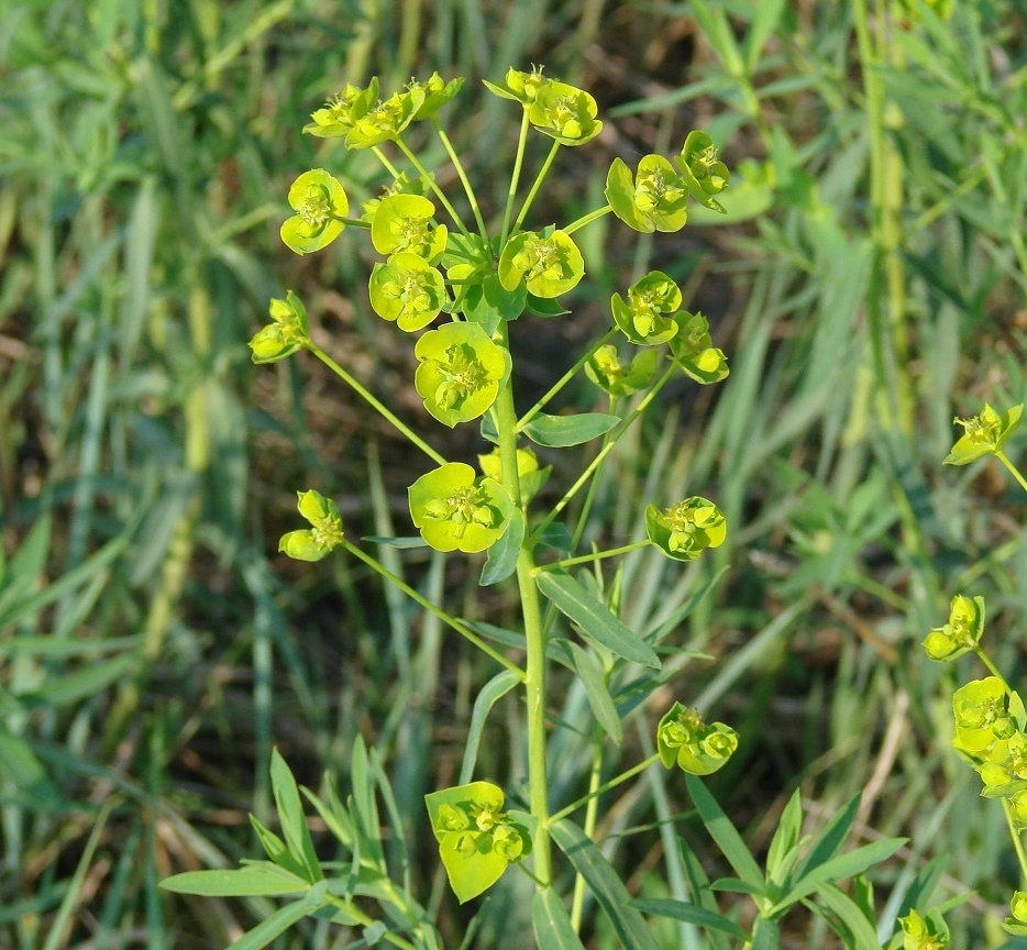 Изображение особи Euphorbia virgata.