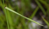 Elymus amurensis