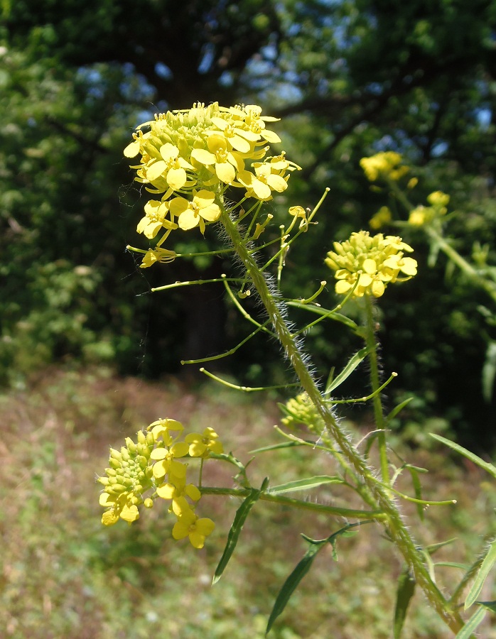 Изображение особи Sisymbrium loeselii.