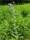 Echium vulgare