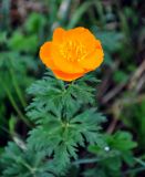 Trollius asiaticus