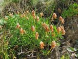 Trifolium polyphyllum