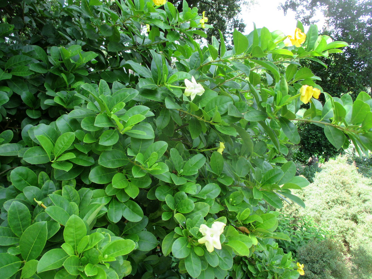 Image of Brunfelsia americana specimen.