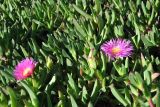 Carpobrotus edulis