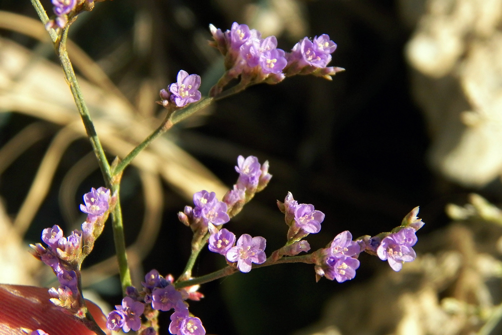 Изображение особи род Limonium.