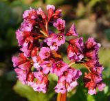 Bergenia crassifolia