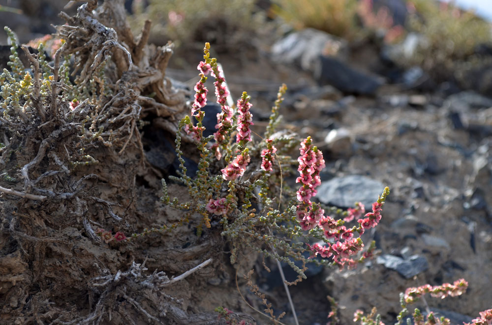 Изображение особи Salsola gemmascens.