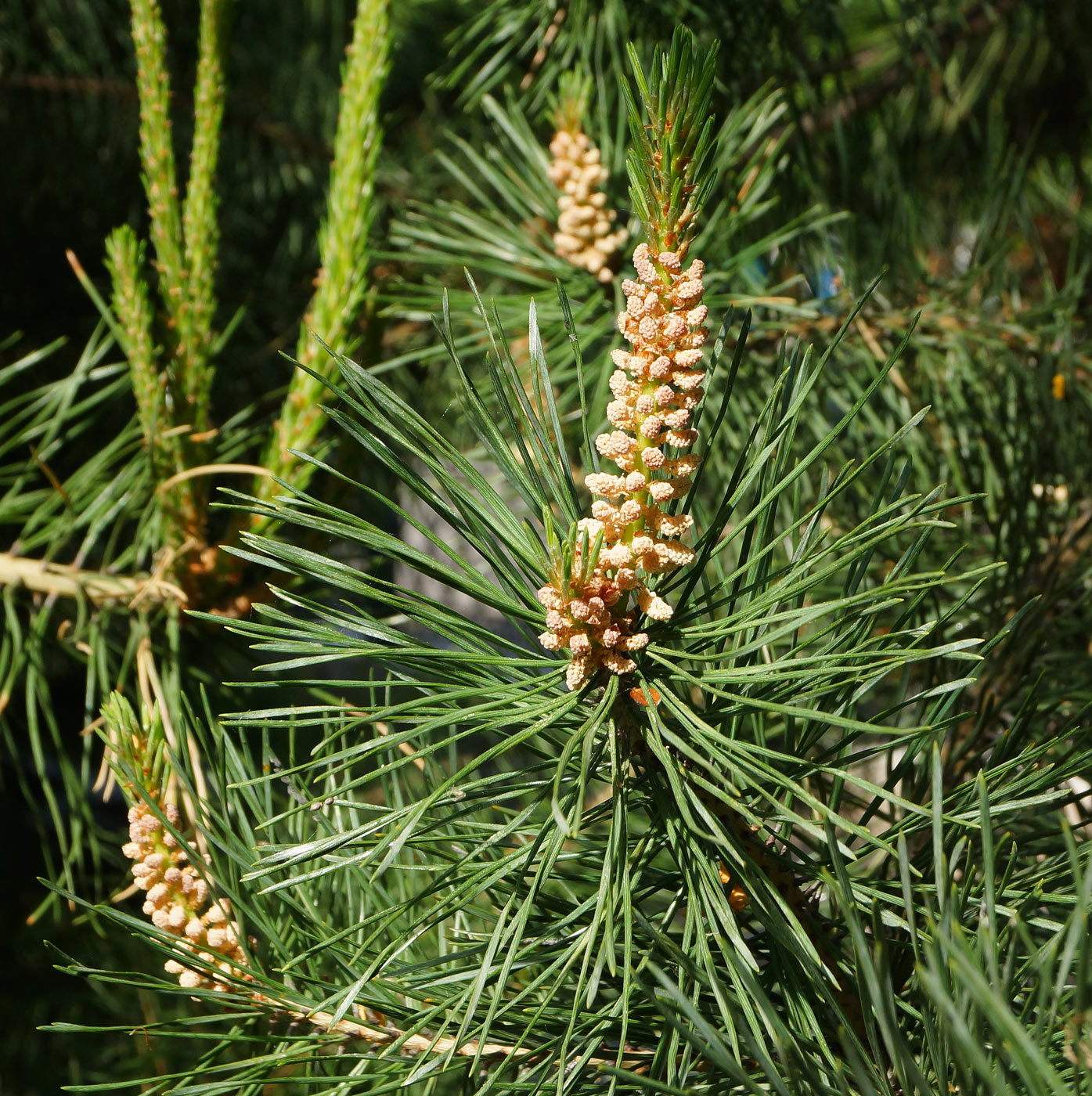 Изображение особи Pinus sylvestris.