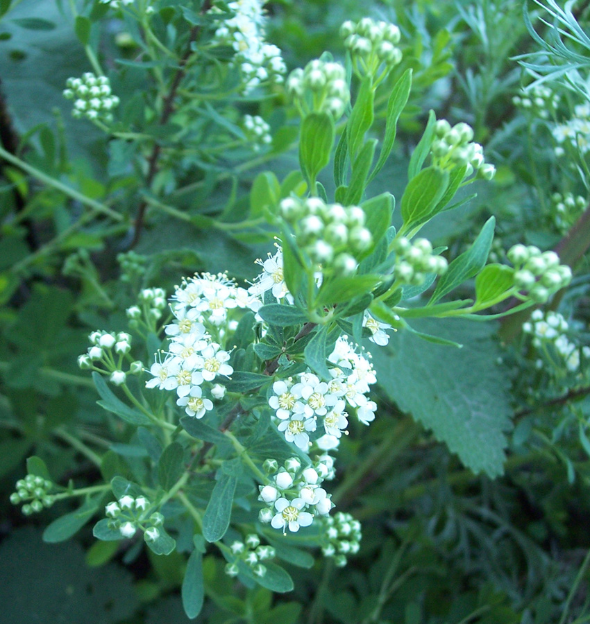 Изображение особи Spiraea crenata.