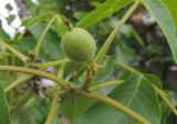 Juglans regia. Незрелый плод. Краснодарский край, г. Тихорецк, в культуре. 15.05.2018.