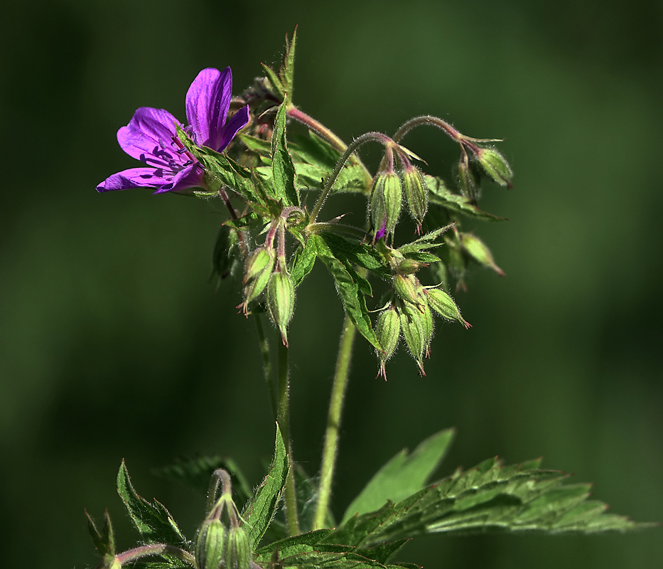 Изображение особи Geranium sylvaticum.